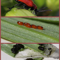 Red lily beetle